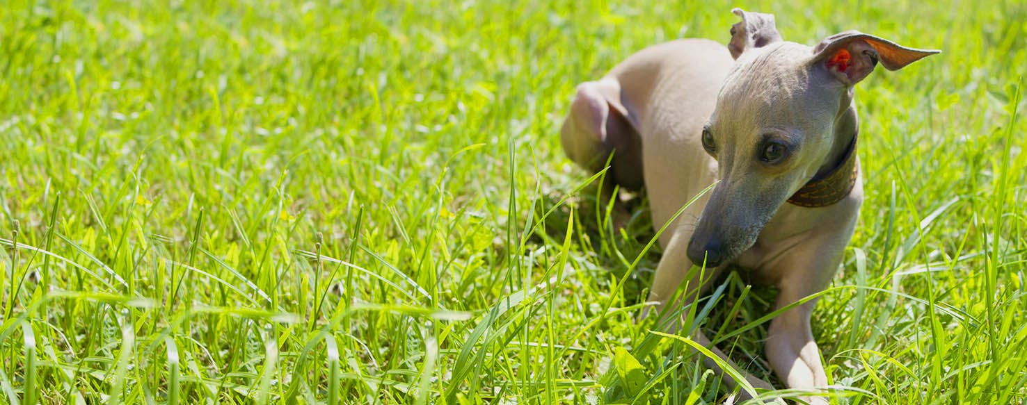 Black Panther Inspired Dog Names Popular Male and Female Names Wag!